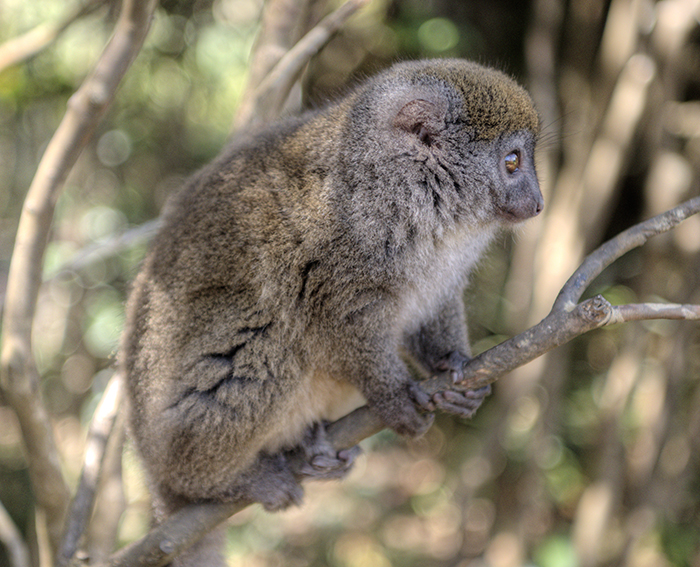 Golden Diademed sifaka